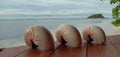 Nautilus shell big white and orange stripes and nice tropical background behind with the blue ocean Royalty Free Stock Photo