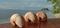 Nautilus shell big white and orange stripes and nice tropical background behind with the blue ocean Royalty Free Stock Photo