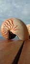 Nautilus shell big white and orange stripes and nice tropical background behind with the blue ocean Royalty Free Stock Photo