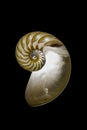 Nautilus shell on black. Royalty Free Stock Photo