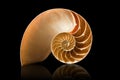 Nautilus shell on black background