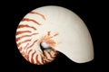 Nautilus shell on black background, clipping path Royalty Free Stock Photo
