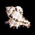 Nautilus shell on black Royalty Free Stock Photo