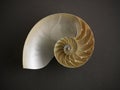 Nautilus Shell Royalty Free Stock Photo