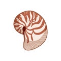 Nautilus shell colorful doodle isolated on white background vector illustration. Hand drawn sea shell image Royalty Free Stock Photo