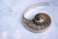 Nautilus shell with copy space concrete stone background cross section symmetry Fibonacci spiral sequence