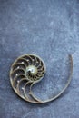 Nautilus shell with copy space concrete stone background cross section symmetry Fibonacci spiral sequence