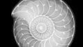Nautilus shell cross-section showing a spiral pattern with a logarithmic growt Royalty Free Stock Photo