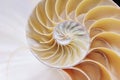 Nautilus shell symmetry Fibonacci half cross section spiral golden ratio structure growth close up back lit mother of pearl Royalty Free Stock Photo