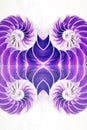 Nautilus shell symmetry Fibonacci half cross section spiral golden ratio structure growth close up bin purple