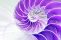 Nautilus shell symmetry Fibonacci half cross section spiral golden ratio structure growth close up bin purple