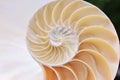 Nautilus shell cross-section spiral fibonacci stock, photo, photograph, image, picture