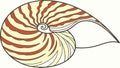 Nautilus Shell Cross Section, vector design Generative AI Royalty Free Stock Photo