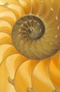 Nautilus Shell Detail Royalty Free Stock Photo