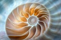 Nautilus Shell Displays Intricate Spiral Pattern and Marine Life Theme Royalty Free Stock Photo