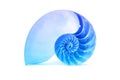 Nautilus shell and famous fibonacci blue geometric pattern Royalty Free Stock Photo
