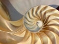 Nautilus shell fibonacci golden ratio sequence natural background half slice section stock photo image