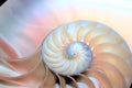 Nautilus shell Fibonacci symmetry cross section spiral structure growth golden ratio Royalty Free Stock Photo