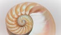 Nautilus shell Fibonacci symmetry cross section spiral structure growth golden ratio