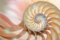 Nautilus shell Fibonacci symmetry cross section spiral structure growth golden ratio