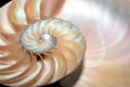 Nautilus shell Fibonacci symmetry cross section spiral structure growth golden ratio Royalty Free Stock Photo