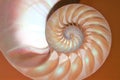 Nautilus shell Fibonacci symmetry cross section spiral structure growth golden ratio Royalty Free Stock Photo