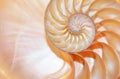 Nautilus shell Fibonacci symmetry cross section spiral structure growth golden ratio, stock, photo, photograph, image, picture