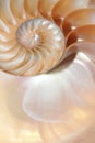 Nautilus shell Fibonacci symmetry cross section spiral structure growth golden ratio