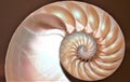 Nautilus shell Fibonacci symmetry cross section spiral structure growth golden ratio Royalty Free Stock Photo