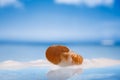 Nautilus shell in foam on wet white glass with reflection Royalty Free Stock Photo