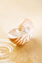 Nautilus shell full of water in sea sand Royalty Free Stock Photo