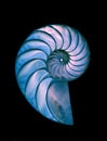 Nautilus shell - great detailed shot Royalty Free Stock Photo