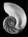 Nautilus shell half Royalty Free Stock Photo