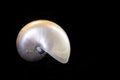 Pearly mother of pearl nautilus shell isolated on black Royalty Free Stock Photo