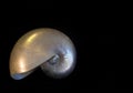 Mother of pearl nautilus shell isolated on black. Royalty Free Stock Photo