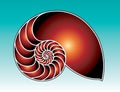 Nautilus Shell Illustration