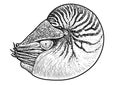 Marine animals collection illustration, drawing, engraving, ink, line art, vectorNautilus shell illustration, drawing, engraving, Royalty Free Stock Photo