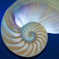 Nautilus shell against blue background Royalty Free Stock Photo