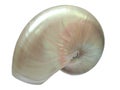 Nautilus Shell isolated on white Royalty Free Stock Photo