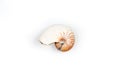 The nautilus shell isolated on white background Royalty Free Stock Photo