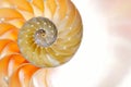 Nautilus shell isolated on white background