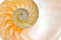 Nautilus shell isolated on white background Royalty Free Stock Photo