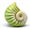 Nautilus shell isolated on white background Royalty Free Stock Photo