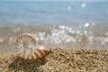 Nautilus shell on the issyk-kul beach sand with glitter