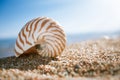Nautilus shell on the issyk-kul beach sand with lake