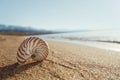 nautilus shell on the issyk-kul beach sand with mountains on background