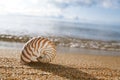 Nautilus shell on the issyk-kul beach sand