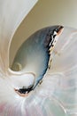 Nautilus Shell Macro Royalty Free Stock Photo