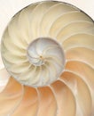 Nautilus shell macro close-up