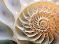 Nautilus shell macro